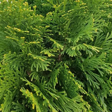 Cedar Leaf Thuja Essential Oil 4